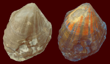UV light-induced fluorescence revealing residual color patterns in Pleuronectites laevigatus: (A-B) left valve with broad radial color bands showing continuation of bands after a growth line only under UV light, Upper Muschelkalk, Trochitenkalk Formation, Germany; (C-D) left valve with zigzag pattern, Upper Muschelkalk, Germany; (A, C) specimens under normal light; (B, D) specimens under UV light; note that in adult specimens of the species auricles are often not preserved. Scale bars - 1 cm. Image credit: Klaus Wolkenstein, doi: 10.1111/pala.12625.