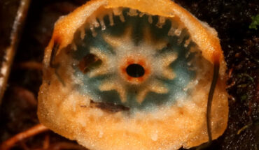 Thismia mantiqueirensis, detail of flower in diagonal view, evidencing the upper disc of the floral tube and perianth lamellae. Image credit: E. Muscat.