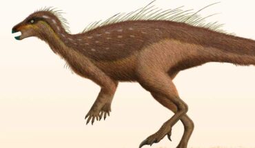 Life reconstruction of the thescelosaurine dinosaur Parksosaurus warreni, a close relative of Nevadadromeus schmitti. Image credit: Steveoc 86 / CC BY-SA 3.0.