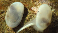 Cymatioa cooki. Image credit: P. Valentich-Scott & J.H.R. Goddard, doi: 10.3897/zookeys.1128.95139.
