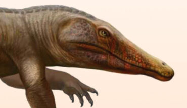 Life reconstruction of Stenoscelida aurantiacus. Image credit: Matheus Fernandes / Universidade Federal de Santa Maria.