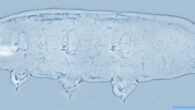 Macrobiotus naginae. Scale bar - 100 μm. Image credit: Daniel Stec.