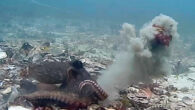 A gloomy octopus (Octopus tetricus) projects silt and kelp through the water. Image credit: Godfrey-Smith et al., doi: 10.1371/journal.pone.0276482.