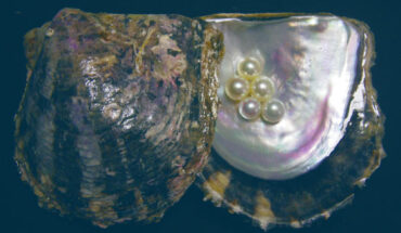 The pearl oyster (Pinctada fucata). Image credit: K. Mikimoto & Co., Ltd / Pearl Research Institute.