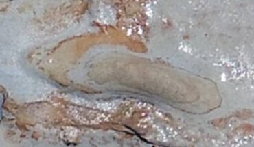 A hominin footprint at the Matalascañas site in Spain. Image credit: Mayoral et al., doi: 10.1038/s41598-022-22524-2.