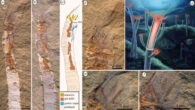 Specimen of Gangtoucunia aspera preserved in situ in a dwelling tube with soft tissues and life reconstruction: (a) overview of oralmost region of part, boxed region shown in (d); (b) overview of oralmost region of counterpart; (c) interpretative drawing combining information from both part and counterpart; (d) detail of oral region and tentacular apparatus of part; (e) close up of tentacles in part; (f) close up of tentacles in counterpart; (g) life reconstruction of Gangtoucunia aspera. Image credit: Xiaodong Wang / Zhang et al., doi: 10.1098/rspb.2022.1623.