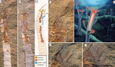 Specimen of Gangtoucunia aspera preserved in situ in a dwelling tube with soft tissues and life reconstruction: (a) overview of oralmost region of part, boxed region shown in (d); (b) overview of oralmost region of counterpart; (c) interpretative drawing combining information from both part and counterpart; (d) detail of oral region and tentacular apparatus of part; (e) close up of tentacles in part; (f) close up of tentacles in counterpart; (g) life reconstruction of Gangtoucunia aspera. Image credit: Xiaodong Wang / Zhang et al., doi: 10.1098/rspb.2022.1623.