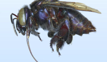 Eufriesea insularis, female holotype. Image credit: Ayala et al., doi: 10.3897/jhr.92.87197.