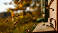 Bee longevity, like any phenotypic expression, is the result of both environmental exposure and the bees’ genome. Image credit: Martin Tajmr.