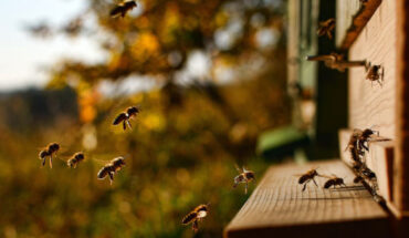 Bee longevity, like any phenotypic expression, is the result of both environmental exposure and the bees’ genome. Image credit: Martin Tajmr.