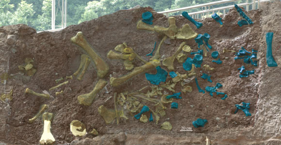 The fossilized bones of Yuzhoulong qurenensis in yellow and another sauropod specimen in blue. Image credit: Dai et al., doi: 10.1098/rsos.220794.