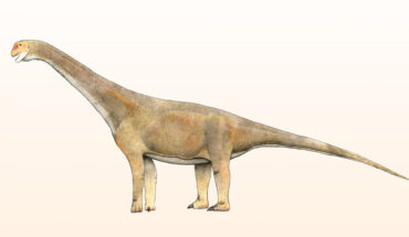 Life reconstruction of a macronarian dinosaur. Image credit: Levi Bernardo / CC BY-SA 3.0.