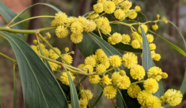 The golden wattle (Acacia pycnantha), showing inflorescences and phyllodes. Image credit: Dan Murphy.