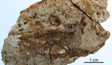 Palaeoneiros clackorum skull and shoulder girdle. Image credit: Museum of Comparative Zoology, Harvard University / President and Fellows of Harvard College.