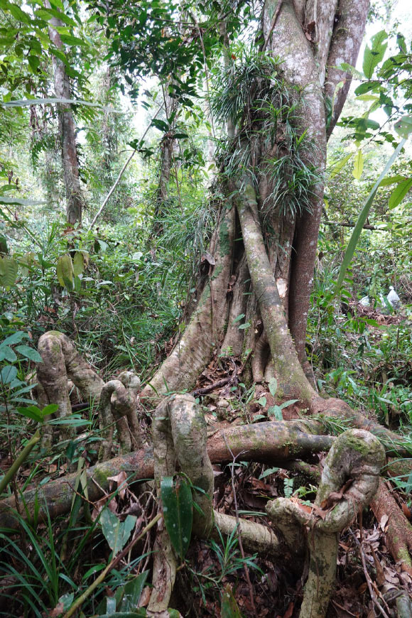 Lophopetalum tanahgambut and its knee roots system. Image credit: Randi et al., doi: 10.11646/phytotaxa.573.1.7.