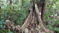 Lophopetalum tanahgambut and its knee roots system. Image credit: Randi et al., doi: 10.11646/phytotaxa.573.1.7.