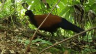 The black-naped pheasant-pigeon (Otidiphaps insularis). Image credit: Doka Nason / American Bird Conservancy.