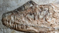 Daurlong wangi skull. Image credit: Wang et al., doi: 10.1038/s41598-022-24602-x.