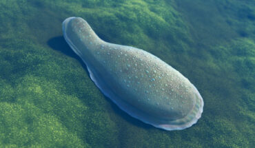 An artist’s impression of Kimberella. Image credit: Oleg Kuznetsov, 3Depix.