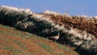 Great bustards (Otis tarda) near Madrid, Spain. Image credit: Jacinta Lluch Valero / CC BY-SA 2.0.