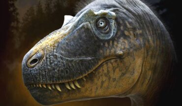 Daspletosaurus wilsoni is recognized by the unique arrangement of small hornlets around the eye. Image credit: Andrey Atuchin / Badlands Dinosaur Museum.