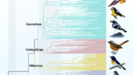 This phylogenetic tree includes 301 species (ca. 92% species) from all currently recognized genera of the family Muscicapidae. Image credit: Zhao et al., doi: 10.1016/j.ympev.2022.107646.