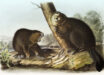 Castor sp. from the Viviparous Quadrupeds of North America by John Woodhouse Audubon.