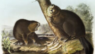 Castor sp. from the Viviparous Quadrupeds of North America by John Woodhouse Audubon.