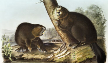 Castor sp. from the Viviparous Quadrupeds of North America by John Woodhouse Audubon.