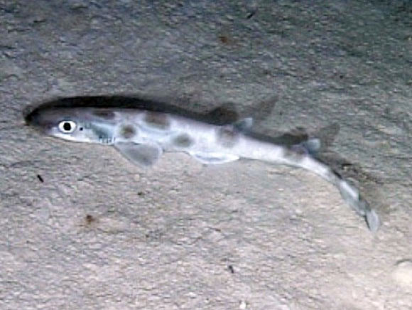 Galeus arae, a member of the genus Galeus and a relative of the newly-discovered species Galeus friedrichi. Image credit: NOAA Ocean Explorer.