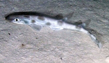 Galeus arae, a member of the genus Galeus and a relative of the newly-discovered species Galeus friedrichi. Image credit: NOAA Ocean Explorer.