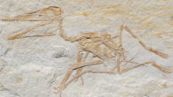 Pterodactylus antiquus from the Late Jurassic Torleite Formation of Painten. Image credit: Augustin et al., doi: 10.3897/fr.25.90692.