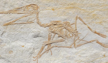 Pterodactylus antiquus from the Late Jurassic Torleite Formation of Painten. Image credit: Augustin et al., doi: 10.3897/fr.25.90692.