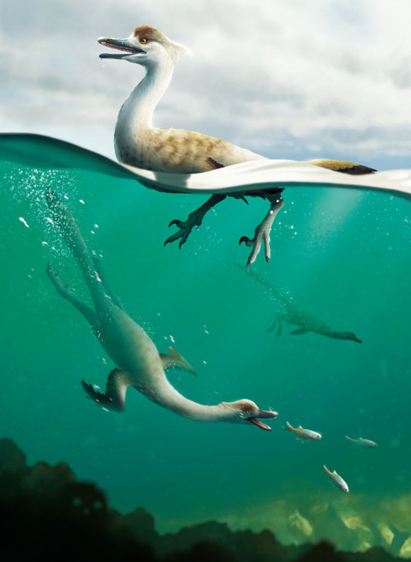 Life reconstruction of Natovenator polydontus. Image credit: Yusik Choi.