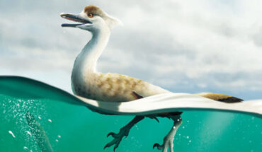 Life reconstruction of Natovenator polydontus. Image credit: Yusik Choi.