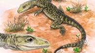 An artist’s impression of Cryptovaranoides microlanius. Image credit: Lavinia Gandolfi.
