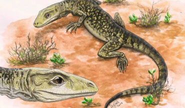 An artist’s impression of Cryptovaranoides microlanius. Image credit: Lavinia Gandolfi.