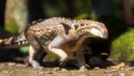 Life reconstruction of Patagopelta cristata. Image credit: Gabriel Díaz Yalten.