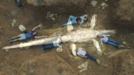 The new specimen and silhouette of Eromangasaurus australis. Image credit: Queensland Museum.