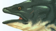 Hypothetical life restoration of a mawsoniid coelacanth from the Kimmeridge Clay Formation. Image credit: S. Gausden.
