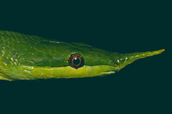 The Hainan rhinoceros snake (Gonyosoma hainanense). Image credit: Mian Hou / Peng et al., doi: 10.24272/j.issn.2095-8137.2021.085.