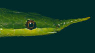 The Hainan rhinoceros snake (Gonyosoma hainanense). Image credit: Mian Hou / Peng et al., doi: 10.24272/j.issn.2095-8137.2021.085.