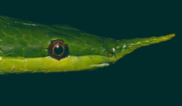The Hainan rhinoceros snake (Gonyosoma hainanense). Image credit: Mian Hou / Peng et al., doi: 10.24272/j.issn.2095-8137.2021.085.