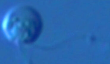 The nibblerid microbial predator Ubysseya fretuma. Image credit: Tikhonenkov et al., doi: 10.1038/s41586-022-05511-5.