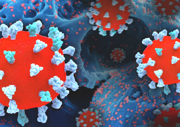 Creative rendition of SARS-CoV-2, displaying 3D prints of virus particles (colorized red and teal/blue; the red virus surface is covered with teal/blue spike proteins that enable the virus to enter and infect human cells), and a background image that is a colorized scanning electron micrograph of a cell (blue) infected with the Omicron strain of the virus (red). Image credit: NIAID.
