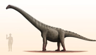 Life reconstruction of Rinconsaurus, a sister species of Caieiria allocaudata. Image credit: Steveoc 86 / CC BY-SA 3.0.