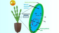 Shlosberg et al. present a method to simultaneously absorb carbon dioxide while producing an electrical current with minimal engineering requirements. Image credit: Shlosberg et al., doi: 10.1021/acsami.2c15123.