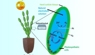 Shlosberg et al. present a method to simultaneously absorb carbon dioxide while producing an electrical current with minimal engineering requirements. Image credit: Shlosberg et al., doi: 10.1021/acsami.2c15123.
