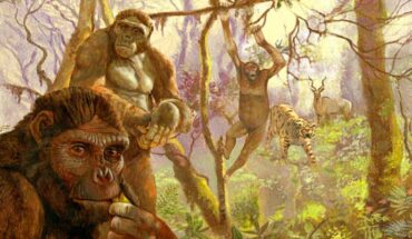Drummond-Clarke et al. show that trees were an essential component of the hominin adaptive niche, with bipedalism evolving in an arboreal context, likely driven by foraging strategy. Illustration by Arturo Asensio, via Quo.es.