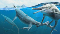Adult and young individuals of Shonisaurus popularis chase ammonoid prey 230 million years ago, in what is now Berlin-Ichthyosaur State Park, Nevada, the United States. Image credit: Gabriel Ugueto.